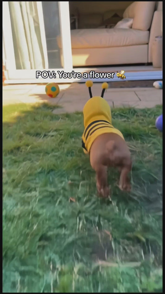 Bee Pet Cosplay Hoodie for Small and Medium Dogs & Cats